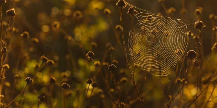 Cultural Exploration: A History of Christiania in Copenhagen