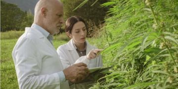 How to grow CBD-rich hemp flowers?