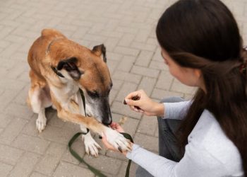 Choosing the Right Dog Poo Bags: A Comprehensive Guide
