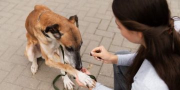 Choosing the Right Dog Poo Bags: A Comprehensive Guide