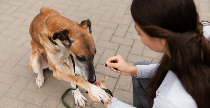 Choosing the Right Dog Poo Bags: A Comprehensive Guide