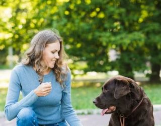 Jerky Dog Treats: Are They Beneficial for Your Dogs?