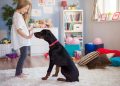 The Black Labrador Personality: What to Expect from Your New Pet
