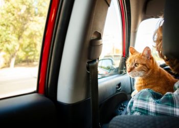 5 Stress-Free Tips for Taking Your Cat on a Road Trip