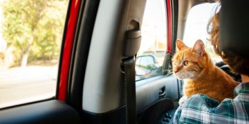 5 Stress-Free Tips for Taking Your Cat on a Road Trip