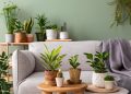 Maintaining and Cleaning Artificial Indoor Plants: A Complete Guide