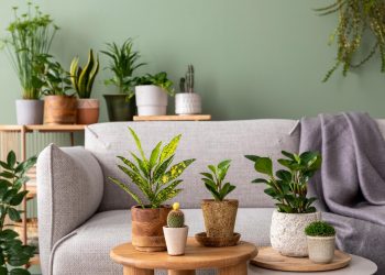 Maintaining and Cleaning Artificial Indoor Plants: A Complete Guide