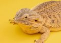 The Bearded Dragon’s Diet: What Can They Eat? A Comprehensive Guide