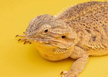 The Bearded Dragon’s Diet: What Can They Eat? A Comprehensive Guide