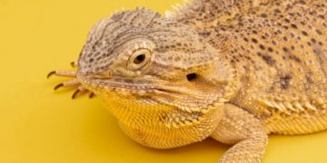 The Bearded Dragon’s Diet: What Can They Eat? A Comprehensive Guide