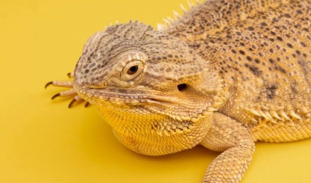 The Bearded Dragon’s Diet: What Can They Eat? A Comprehensive Guide