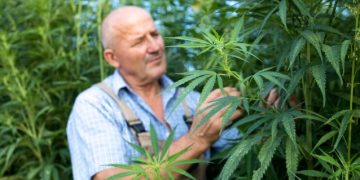 A Quick Guide to Growing Blueberry Kush Cannabis