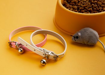 Pamper Your Pets with Ambiz: Quality Products for Happy Tails and Wagging Hearts