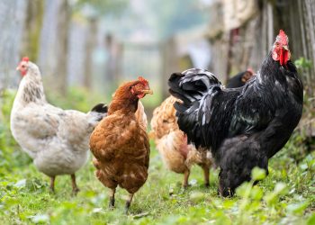 Building the Best Nest: A Comprehensive Guide to Chicken Coops