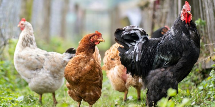 Building the Best Nest: A Comprehensive Guide to Chicken Coops