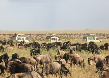 7 Easy Steps to Plan Your Tanzania Safari Adventure