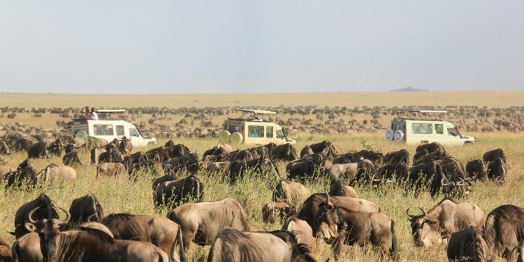 7 Easy Steps to Plan Your Tanzania Safari Adventure