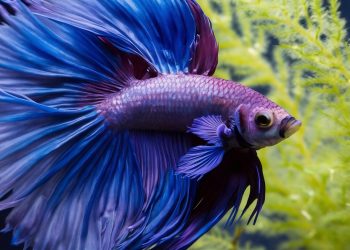 Feeding a Betta Fish: A Comprehensive Guide