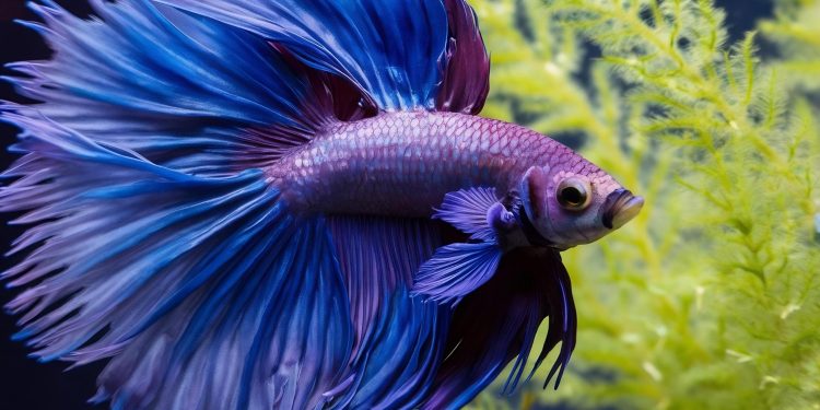 Feeding a Betta Fish: A Comprehensive Guide
