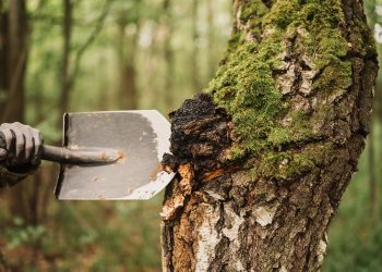 The Process of Tree Removal
