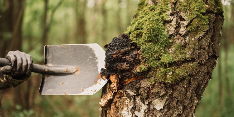 The Process of Tree Removal