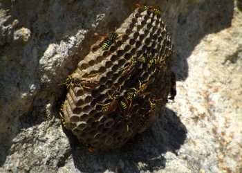Safeguarding Your Home from Wasp