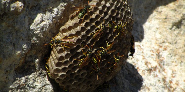 Safeguarding Your Home from Wasp
