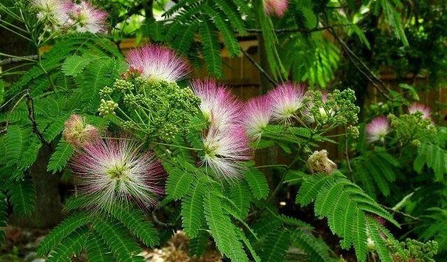 Unlocking the Mysteries of Mimosa Hostilis Root Bark: A Brazilian Treasure