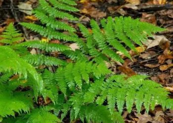 Unveiling Nature’s Delight: The Benefits of Using New York Ferns in Shade Gardens