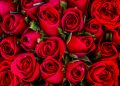 10 Beauty Secrets of Red Roses You Never Knew