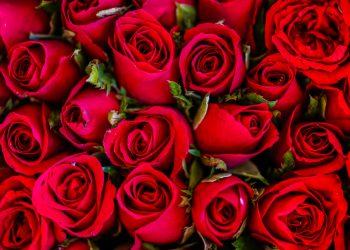 10 Beauty Secrets of Red Roses You Never Knew