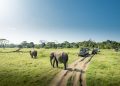 Exploring the Best of Kenya and Tanzania Safaris