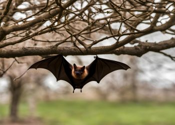 Why Is Bat Removal So Expensive?