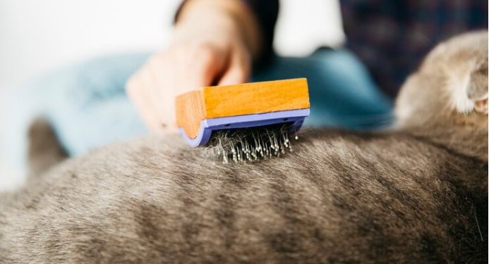 Carpet Cleaning Pimpama | Book your Carpet Cleaning today