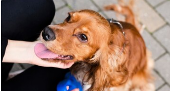 Pet ID Tags: An Essential Accessory for Your Pet’s Safety