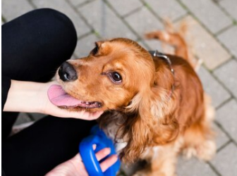 Pet ID Tags: An Essential Accessory for Your Pet’s Safety