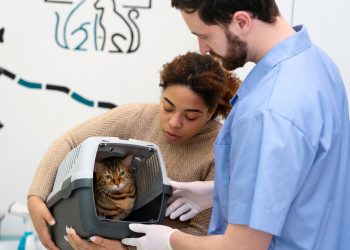 An Introduction to Grooming Your Cat at Home