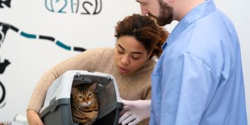 An Introduction to Grooming Your Cat at Home