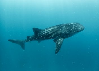Encounter Ocean Giants: Take a Whale Shark Tour at Ningaloo Reef