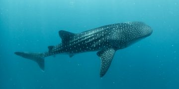 Encounter Ocean Giants: Take a Whale Shark Tour at Ningaloo Reef