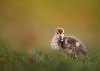 The Best Duck Calls for Beginners: How to Choose the Right One for Your Hunt