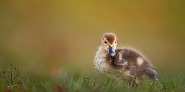The Best Duck Calls for Beginners: How to Choose the Right One for Your Hunt