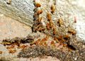 What Are the Steps of Termite Control?