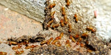 What Are the Steps of Termite Control?