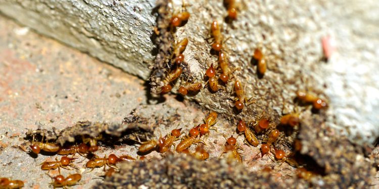 What Are the Steps of Termite Control?
