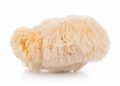Lion’s Mane for Brain Vitality: The Tasty Gummy Revolution