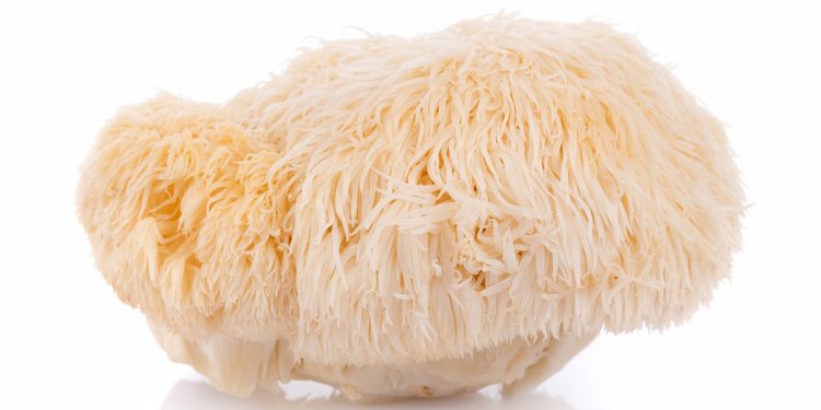 Lion’s Mane for Brain Vitality: The Tasty Gummy Revolution
