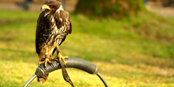 Prevent Vole Damage in Eagle Yards